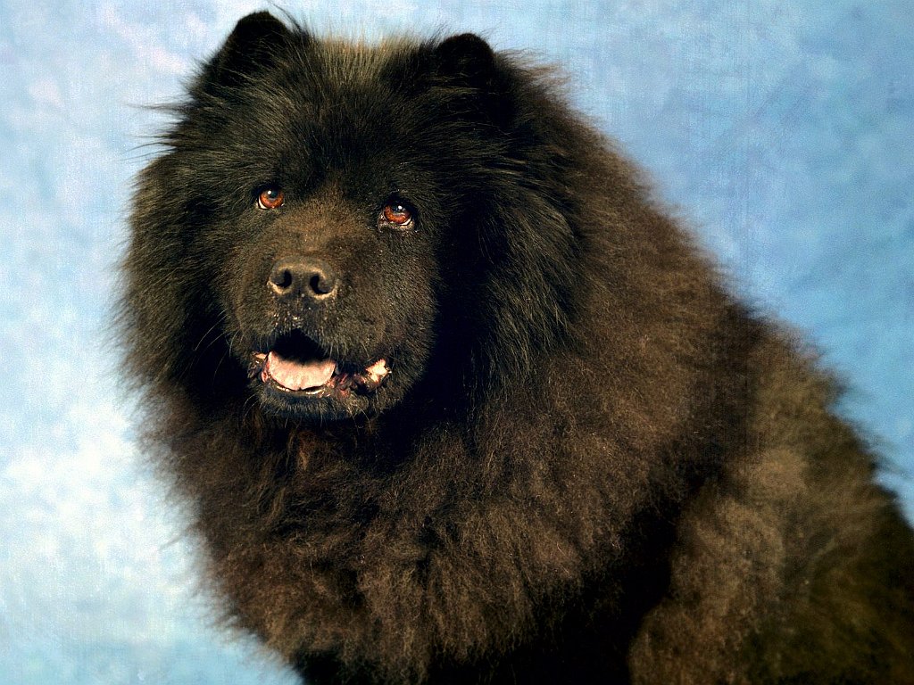 Midnight Magic, Chow Chow